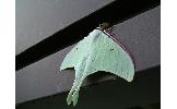 Actias gnoma gnoma