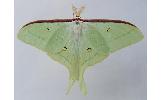 Actias aliena aliena