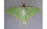 Actias aliena aliena