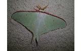 Actias Actias