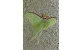 Actias aliena aliena