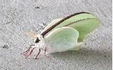 Actias Actias