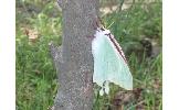 Actias aliena aliena