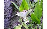 Actias aliena aliena