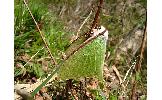 Actias gnoma gnoma