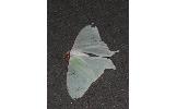 Actias aliena aliena