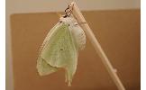 Actias Actias