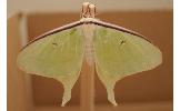 Actias gnoma gnoma