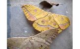 Antheraea Antheraea