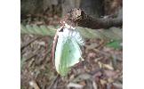 Actias Actias