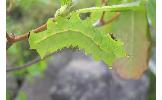 Actias aliena sjoeqvisti