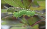 Actias aliena aliena