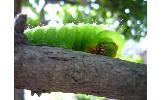 Antheraea Antheraea