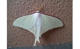 Actias Actias