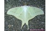 Actias aliena aliena