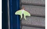 Actias aliena aliena