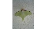 Actias aliena aliena