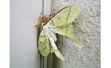 Actias aliena aliena