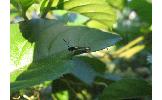 Scythris sinensis