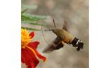 Macroglossum bombylans