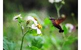 Macroglossum mediovitta