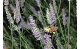 Hemaris affinis