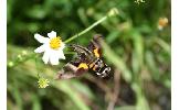 Macroglossum heliophilum