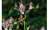 Macroglossum pyrrhosticta