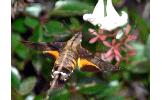 Macroglossum pyrrhosticta