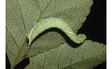 Kentochrysalis Kentochrysalis