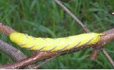 Acherontia lachesis