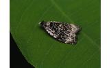 Apotomis sp.