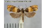 Celypha aurofasciana