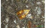 Acleris askoldana