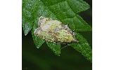 Acleris aurichalcana