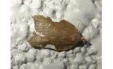 Acleris caerulescens