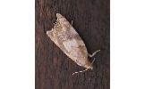 Acleris conchyloides