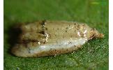 Acleris dealbata