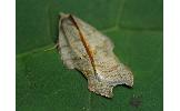 Acleris emargana emargana