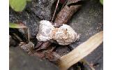 Acleris lacordairana