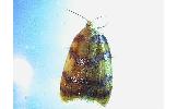 Acleris leechi