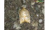 Acleris paradiseana