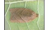 Acleris platynotana