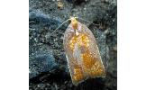 Acleris pulchella