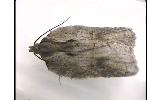 Acleris yasudai