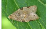 Neocalyptis liratana