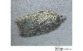 Acleris amurensis