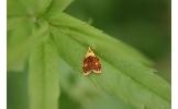 Acleris askoldana