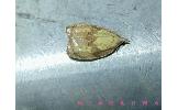 Acleris aurichalcana