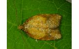 Acleris fuscotogata